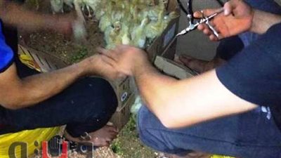 183 ندوة إرشادية بيطرية خلال مايو الماضى بالشرقية