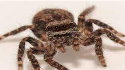 تفسير رؤية العنكبوت في المنام وعلاقتها بالتخلص من الأحزان