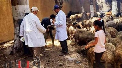 قافلة بيطرية بقرى مركز فاقوس فى الشرقية