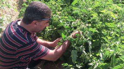 الزراعة تجري جولات إرشادية على حقول الزراعات الصيفية والبساتين