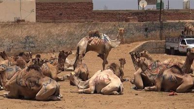 بحثا عن الفوائد الصحية.. ألبان الجمال مقصد زوار سوق برقاش