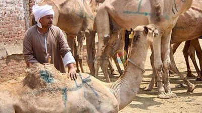 تعرف على حكم التداوي ببول الإبل وفوائدها؟