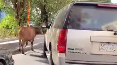 ثور ضال يتجول في أحد شوارع جدة | فيديو