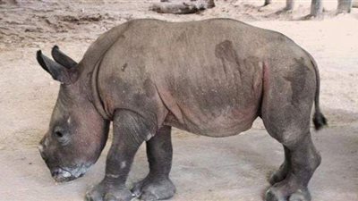 مهدد بالانقراض.. حديقة حيوان أمريكية تستقبل ولادة لوحيد القرن الأبيض