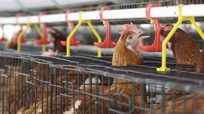 بعد توجيه السيسي بتشكيل لجنة عليا لصناعة الدواجن.. تعرف على فرص نمو القطاع