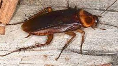 تفسير حلم الصراصير في المنام وعلاقته بالأعداء والفقر والحالة النفسية