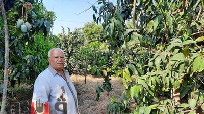 بث مباشر.. سر ارتفاع أسعار المانجو