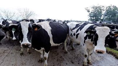 الحقيقة الكاملة عن وجود فيروس جدري البقر في مصر