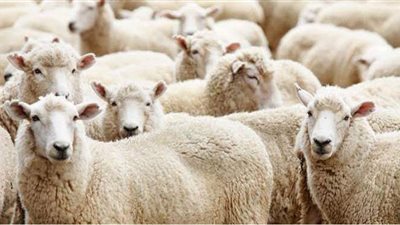 دار الإفتاء توضح معنى الأضحية ودليل مشروعيتها من الكتاب والسنة