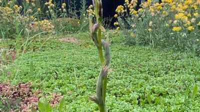 زهرة نادرة علي سطح مبني بريطانيا