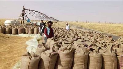 تموين المنيا: توريد 368 ألف طن قمح في الموسم الجديد