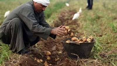 تعرف على المحافظة الأكثر إنتاجا للبطاطس في مصر