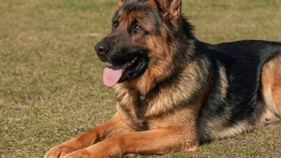 بسبب فيروس يقتل البشر.. أمريكا تحظر استيراد الكلاب من 113 دولة بينها مصر