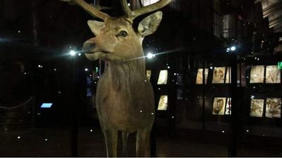 إحياء 11 نوعا منقرضا من الحيوانات في باريس بتقنية الواقع المعزز