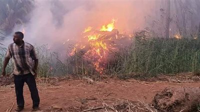 حريق هائل يلتهم مزارع نخيل وحظائر ماشية بالوادي الجديد | صور