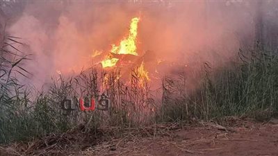 حصر خسائر حريق مزارع نخيل الوادى الجديد على مساحة 12 فدانا