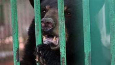 ورحل الدنجوان.. نفوق الدب هاني ملك الرومانسية والدماء