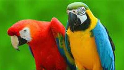 تفسير حلم الببغان في المنام وعلاقته بالكذب والإشاعات والغيبة والنفاق