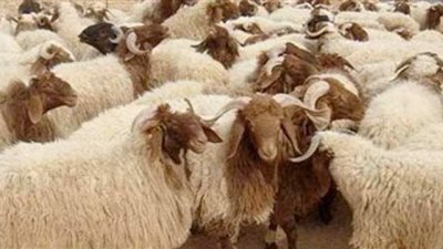 هل الأضحية واجبة على كل مسلم؟.. دار الإفتاء توضح آراء الفقهاء