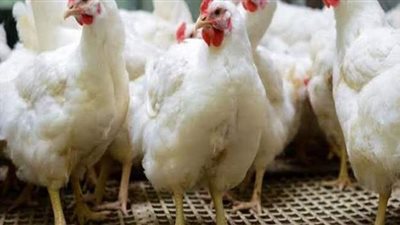 جمعيات الإنتاج الداجني تطالب بالتطبيق التدريجي لقانون منع تداول الدواجن الحية