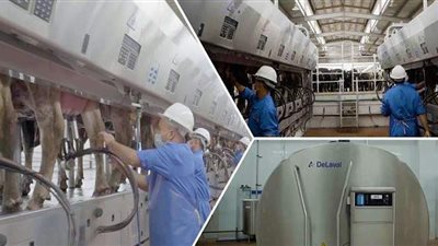 مستجدات تطوير مراكز تجميع الألبان تنفيذا لتكليفات الرئيس