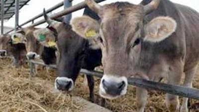 البنك الزراعي يوقع بروتكول مع الزراعة للتأمين على الماشية المملوكة لعملائه