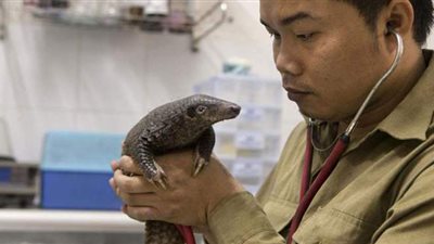 بسبب حيوان آكل النمل.. منح جائزة 