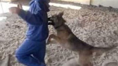 ذعر بين أهالي السنطة بالغربية بسبب كلب مسعور