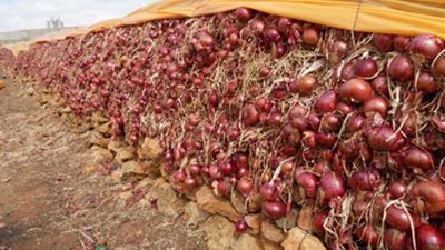 جنون الأسعار يفتح السوق الكويتية أمام البصل المصري