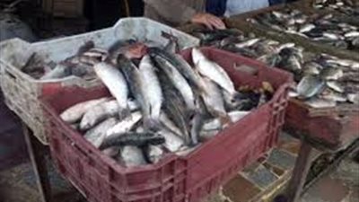 رئيس شعبة الأسماك: التونة المتداولة في مصر «آمنة وتخضع للرقابة»