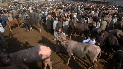 طرح سوق المواشي ببنها للإيجار في مزاد علنى