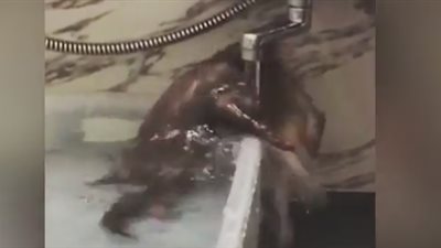 بالفيديو والصور.. ثعلب يستمتع بالاستحمام أسفل صنبور