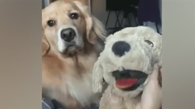 بالفيديو والصور.. غيرة كلب على صاحبته تفقده أعصابه