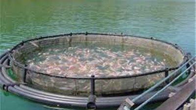 الحسنى: ضبط مزارع سمكية تستخدم دواجن نافقة فى التغذية