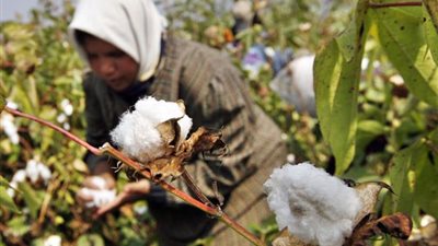 «السعدني»: 5 مليارات جنيه خسائر الفلاحين سنويًا بسبب مافيا المحاصيل