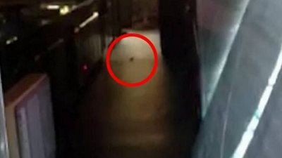 بالفيديو.. عميل يعثر على فئران في مطعم شهير لـ«السوشي»