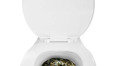 ثعبان يخرج لسيدة من المرحاض ويلدغها