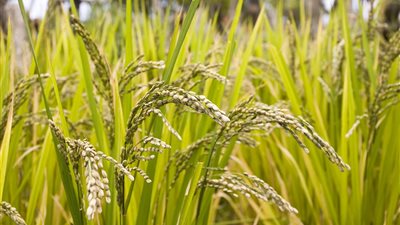 تصدير الأرز المضروب مع فرض رسم 2000 جنيه للطن