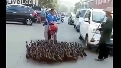 أسراب من البط تقطع طريقا مليئا بالسيارات وتوقف حركة المرور(فيديو)