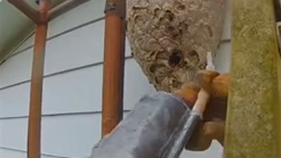 السيطرة على عش دبابير ضخم طوله أكثر من متر (فيديو)