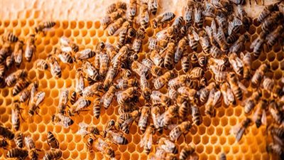 «الزراعة» ترخص تشغيل مشروعات المناحل الجديدة