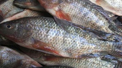 أسعار الأسماك اليوم 6/11/2018.. البلطي يسجل 25 جنيها