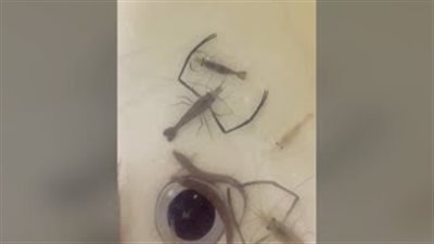 لقطات مذهلة لذكر الجمبري يحمي أنثاه الحامل من الأسماك الأخرى (فيديو)