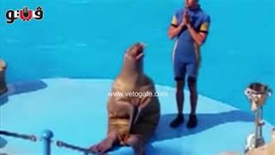 بالفيديو.. «الفقمة» حيوان خفيف الظل لإدخال البهجة على قلوب الزوار