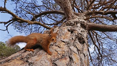 الصور الفائزة بمسابقة الحياة البرية البريطانية