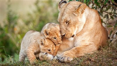 بالصور.. أشبال يرفضون نوم والدتهم عقب رحلة صيد طوال الليل