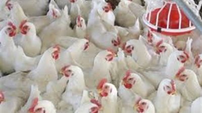 «الثروة الداجنة» تنفي حقن الدواجن بالهرمونات