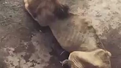 بالفيديو والصور.. أسد يزعج الزوار بسبب نحافته المفرطة