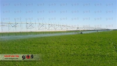 تجهيز 10 شون قمح استعدادا لموسم الحصاد بالوادي الجديد