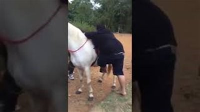 بالفيديو.. حصان يتسبب في إحراج رجل بدين